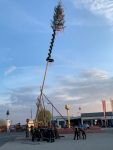 Maibaum 2022